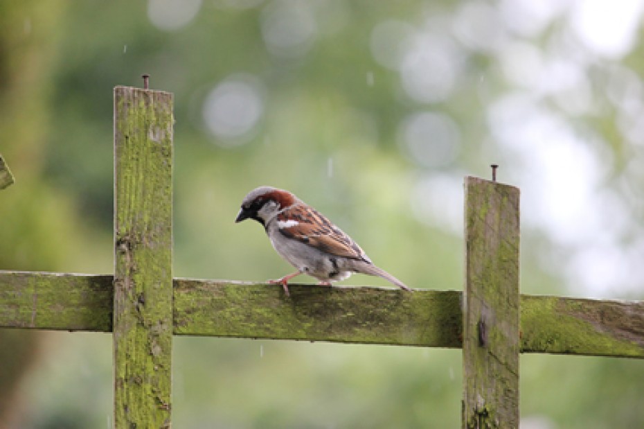 sparrow sitting on wooden fence