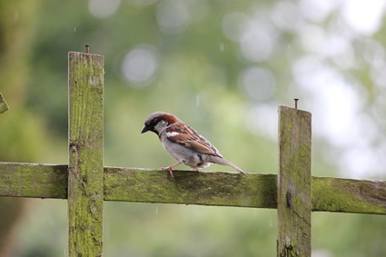 bird on a fence