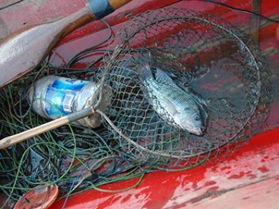 fish in net
