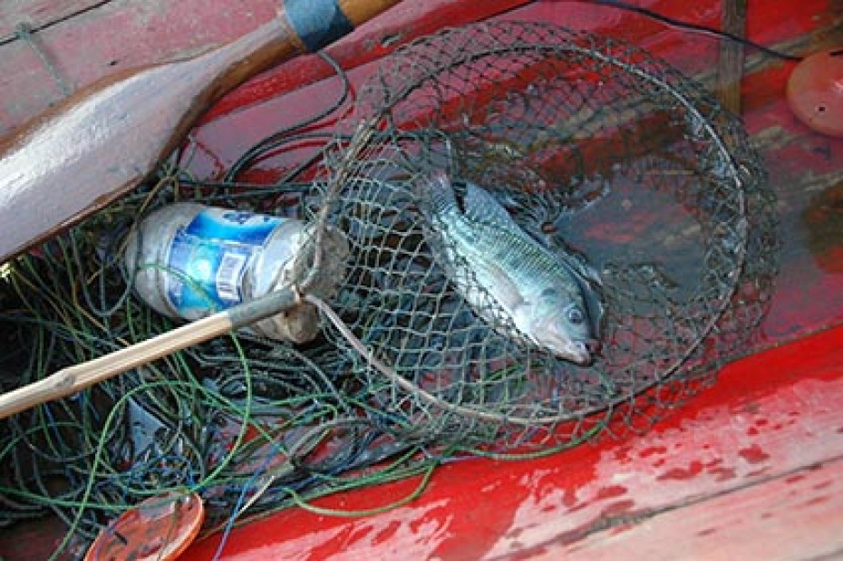 fish in net