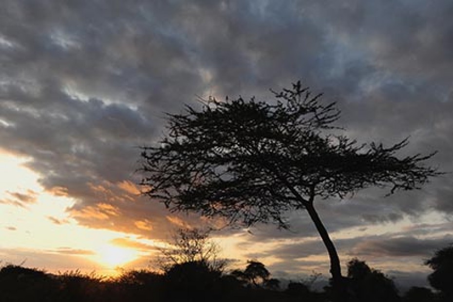 large tree in the shadow of sunset