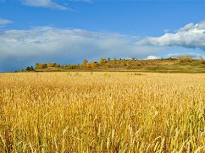 Field of wheat.