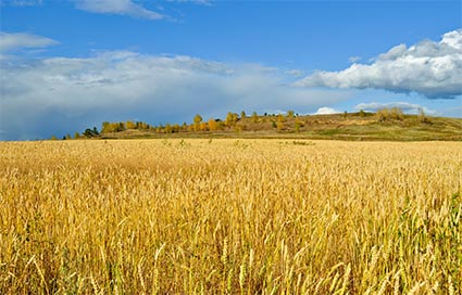 prairie scene