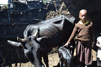 girl standing with cow and calf