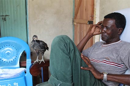 man sitting in a chair looking at a chicken