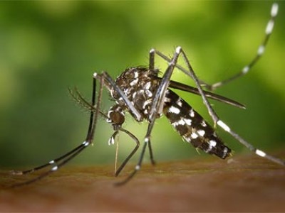 Close-up photo of a mosquito.