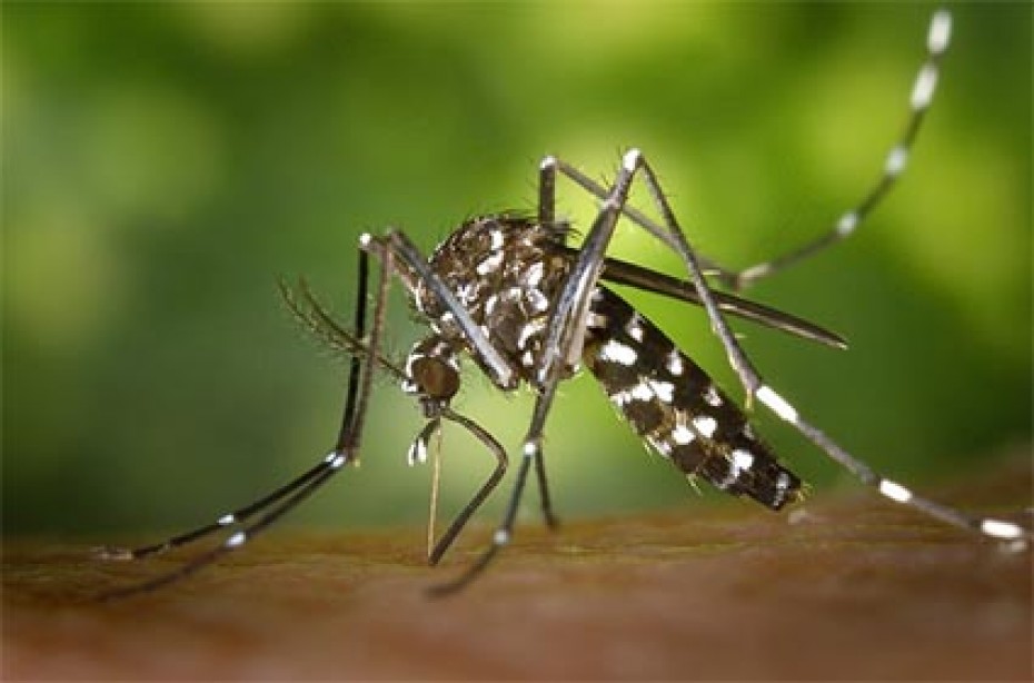 Close-up photo of a mosquito.
