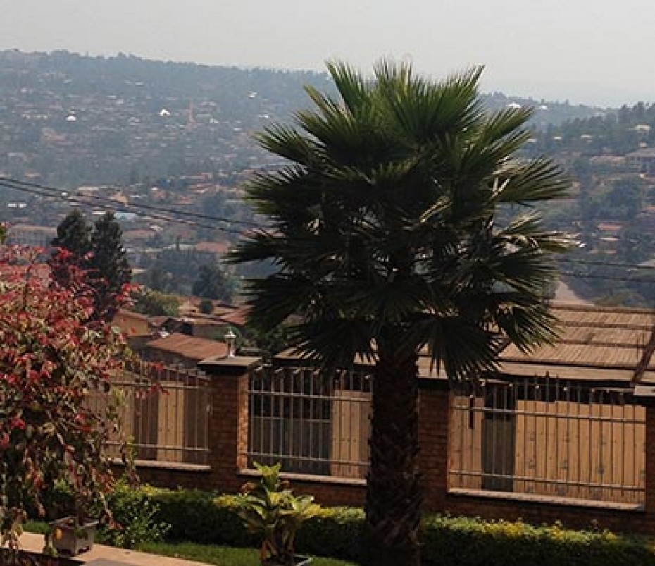 palm tree with buildings behind it