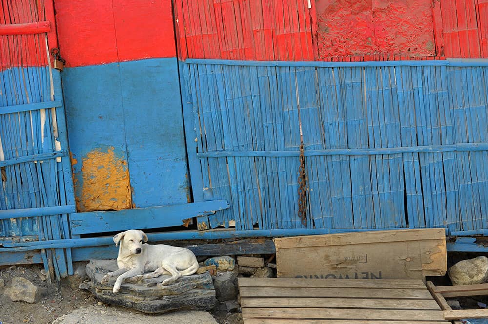 Pictures of Dogs Ecuador Blue