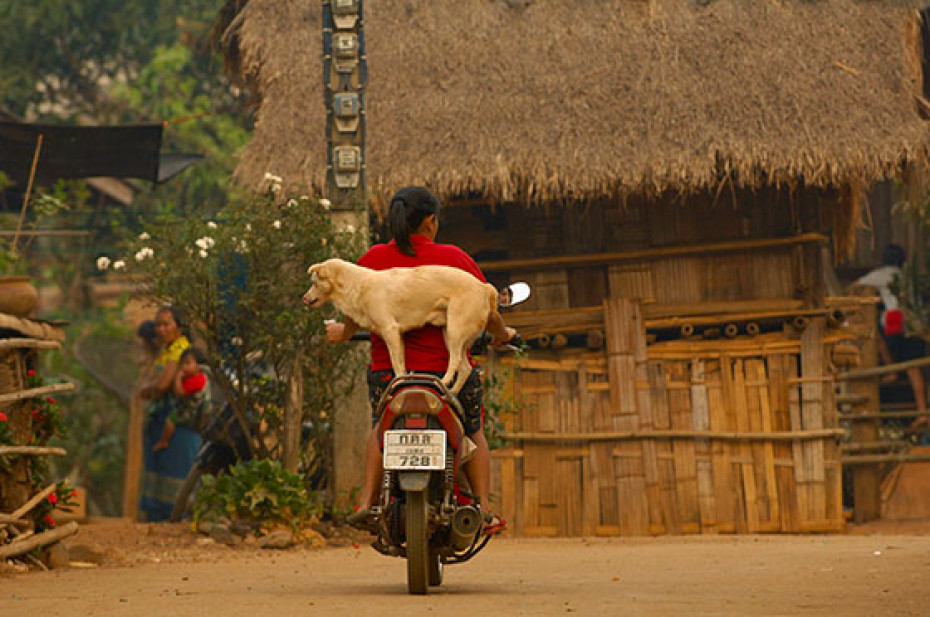 Pictures of Dogs Thailand Motorcycle