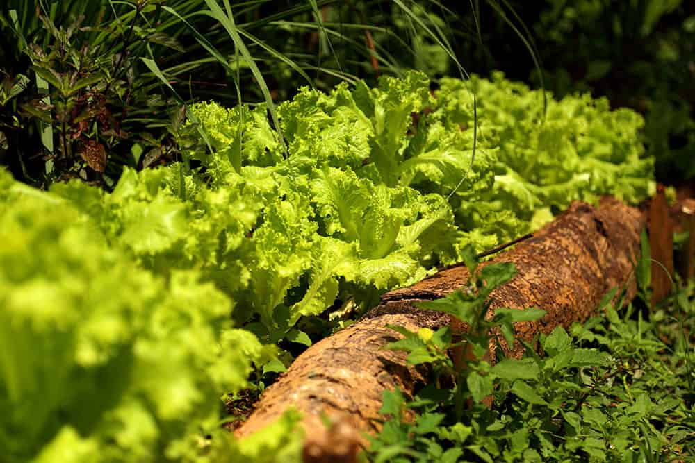 Farm to Table Garden