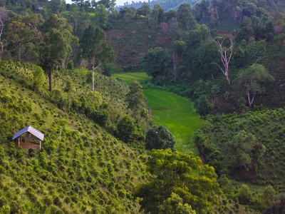 tea farm on hillside