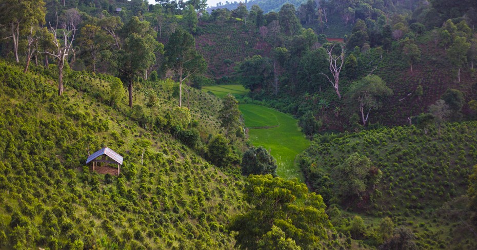 tea farm on hillside