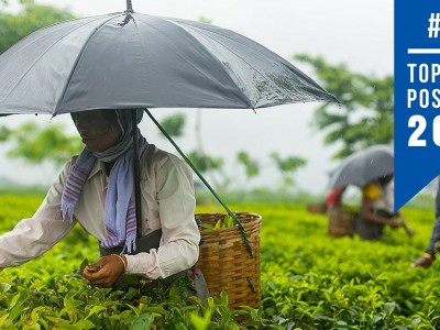 picture of a woman holdinFair Trade Tea Top Blogs 2015