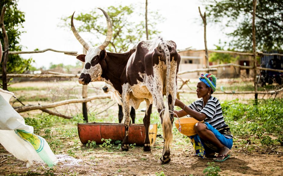 This Is What Happens When You Give Livestock to Families in Poverty