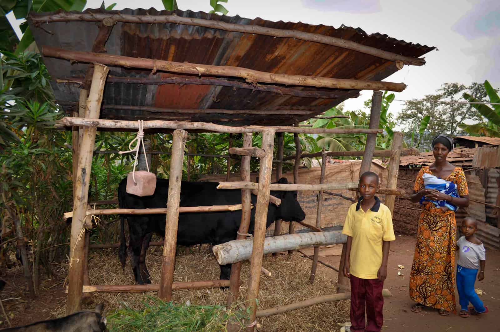 This Is What Happens When You Give Livestock to Families in Poverty