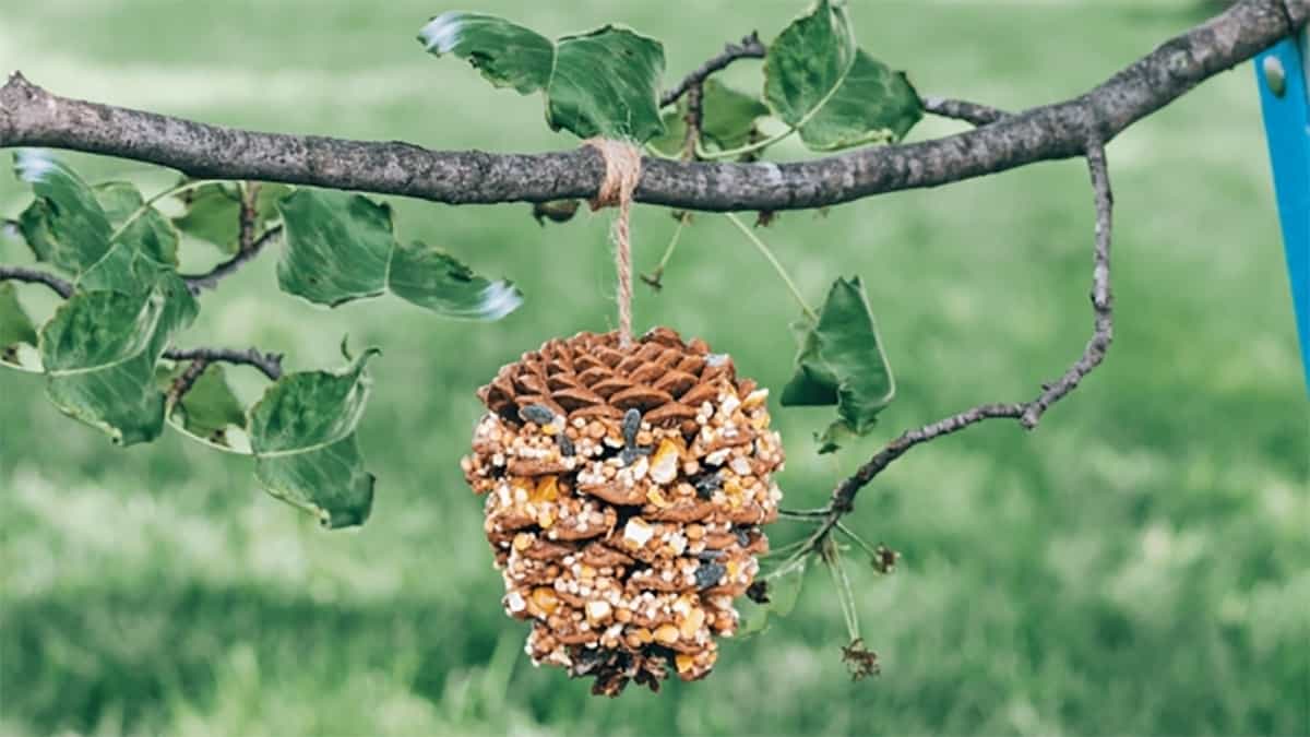 pine cone bird feeders are a fun and free activity for your children to craft at a holiday party.