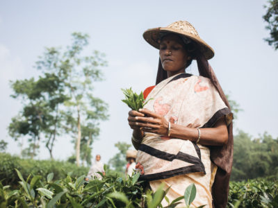 A woman stands in a field holding tea leaves in her hand. She wears a sari and a straw hat with a bag underneath to hold tea leaves. She stands in a large field.