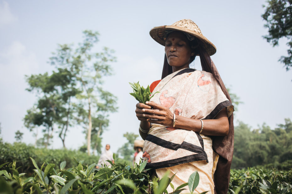 A woman stands in a field holding tea leaves in her hand. She wears a sari and a straw hat with a bag underneath to hold tea leaves. She stands in a large field.