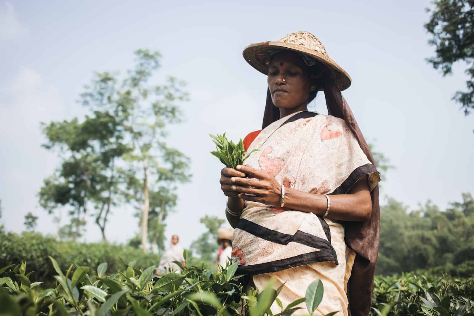 A woman stands in a field holding tea leaves in her hand, the most popular drink in the world. She wears a sari and a straw hat with a bag underneath to hold tea leaves. She stands in a large field.