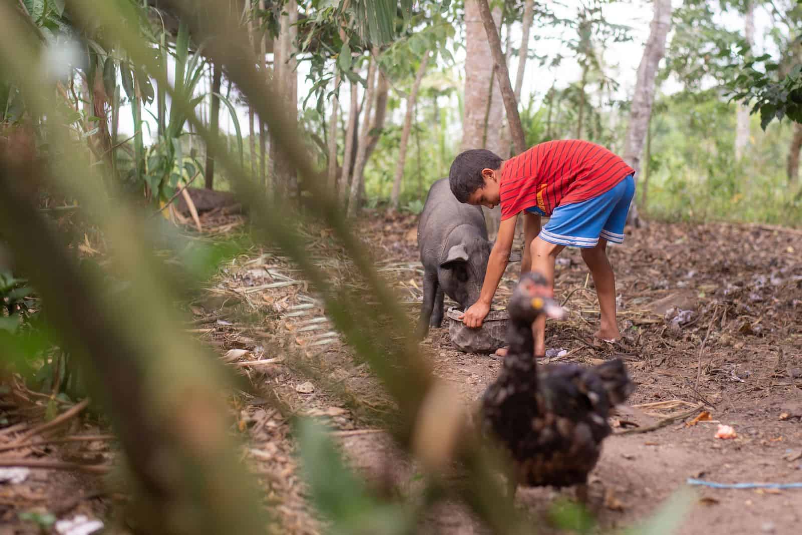 A boy in a small plot of land in the Amazon jungle bends over, feeding a pig out of a bowl. A chicken is in the foreground.