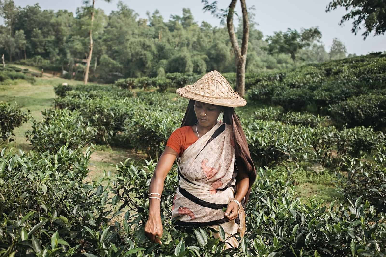 A woman wearing a straw hat, red shirt and tan colored sari stands in a large green field full of bushes, picking leaves to make the most popular drink in the world.