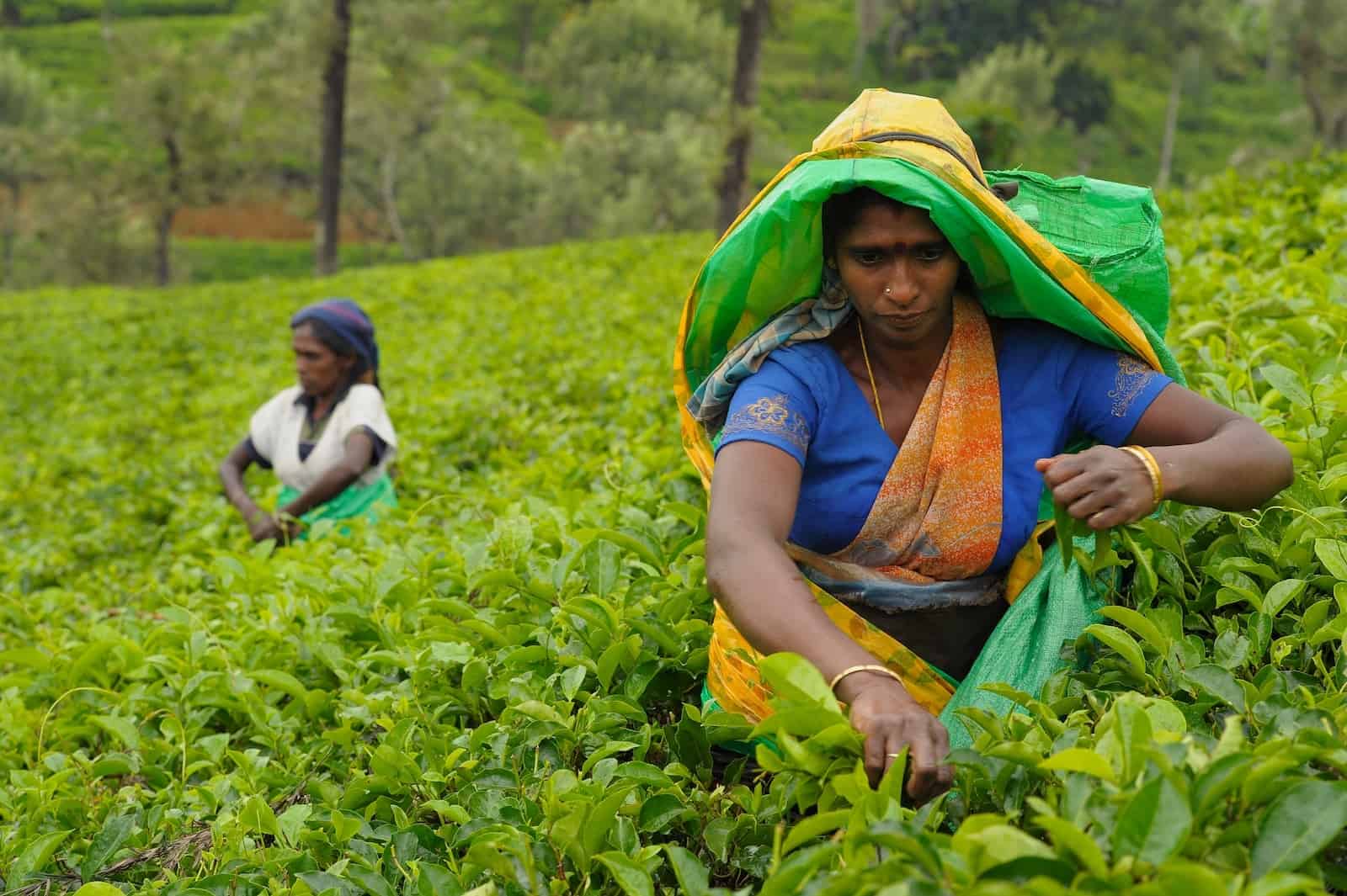 A woman with a yellow and green bag hanging on her head picks leaves in a large green field with women in the background.