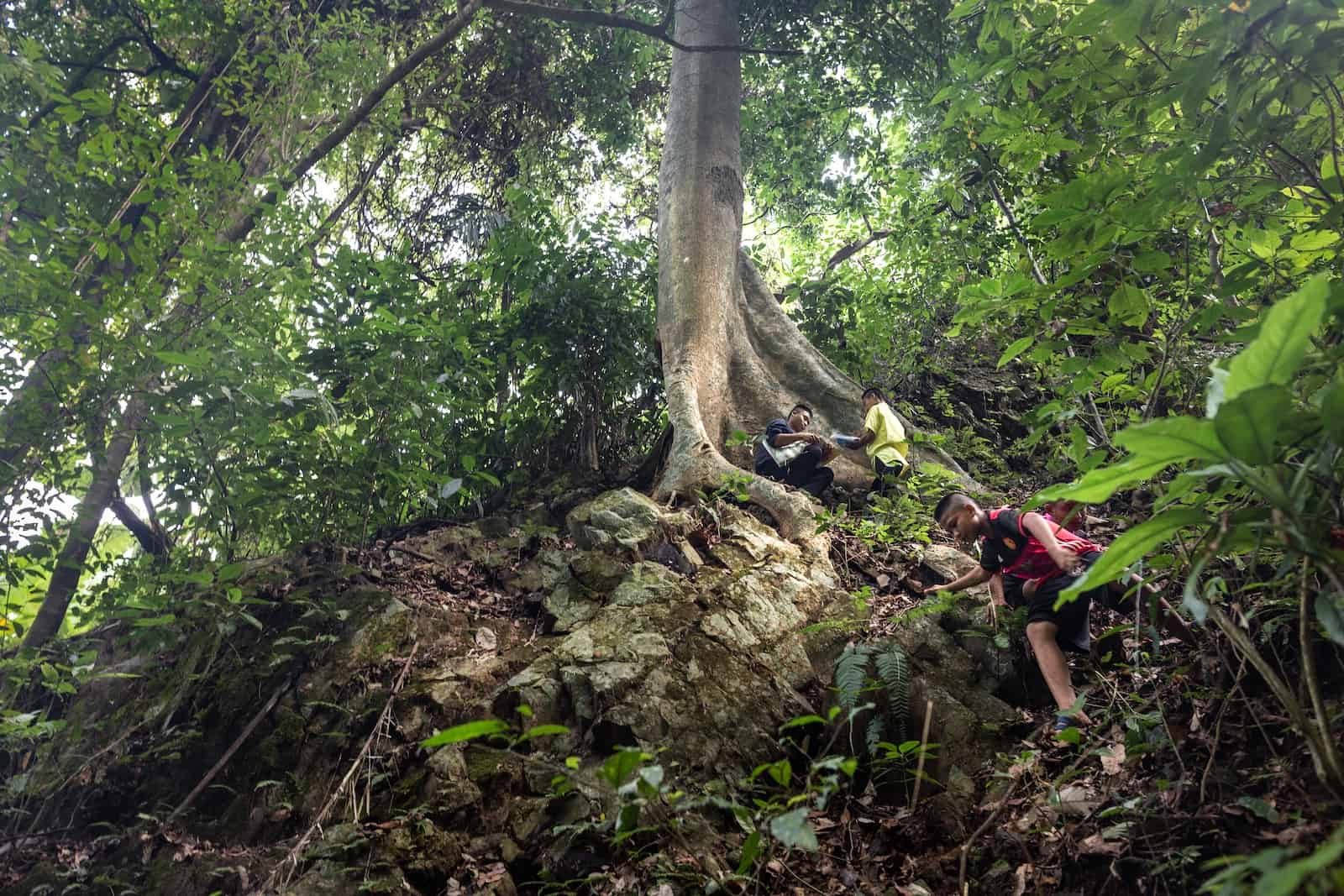 Three boys who live in poverty climb up a steep slope to the roots of a large tree in a forest, surrounded by green canopy. They are learning to protect the rainforest 