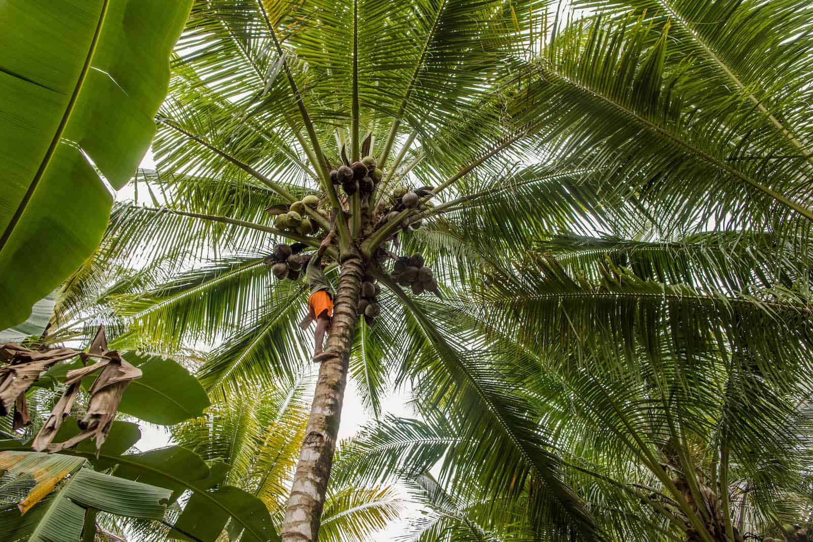 A man in orange shorts and a green shirt climbs a tall palm tree, reaching for coconuts, a risky job with no equipment.