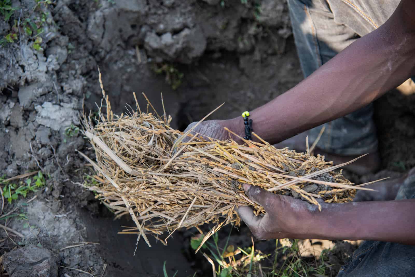 The hands of a man holds a bunch of rice stalks over a dirt hole in the ground.