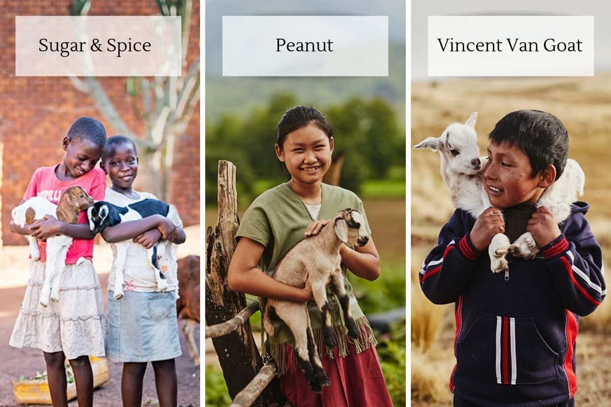 A collage of three photos; the first says "Sugar & Spice and shows two girls holding goats in Rwanda; the second says "Peanut" and shows a girl holding a goat in Thailand; the third says "Vincent Van Goat" and shows a boy holding a goat in Bolivia.