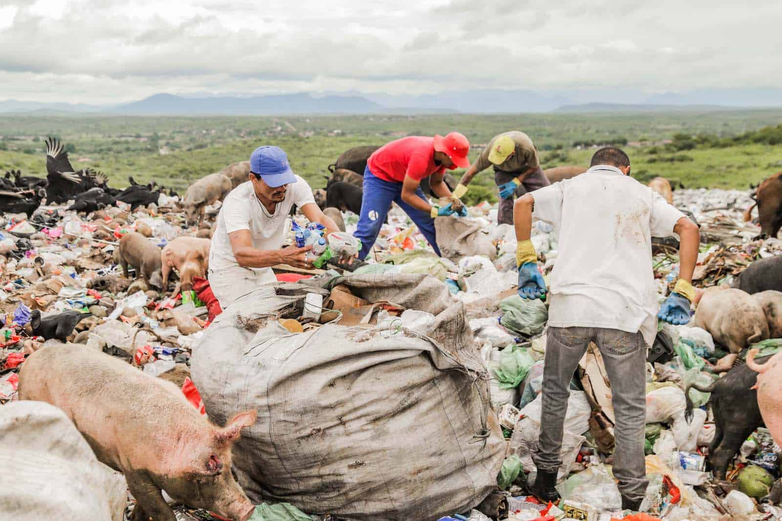 Trash pickers stand on piles of garbage, searching for plastic, surrounded by pigs and vultures.