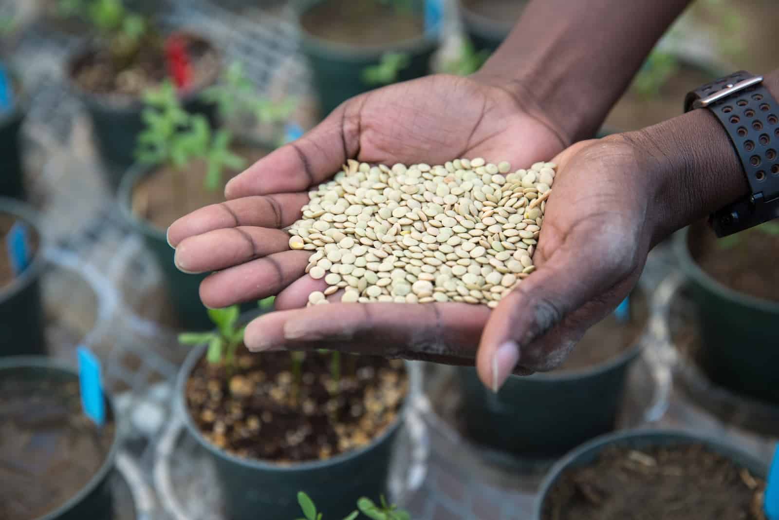 A man's hands hold seeds above small potted plants.