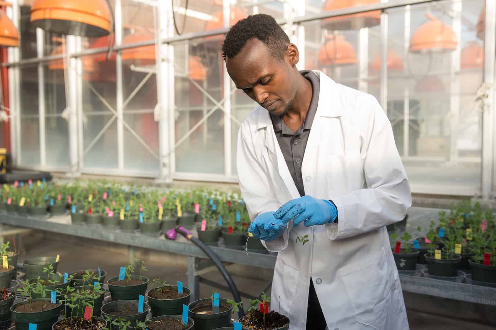 A man in a white lab coat and gloves looks at plants in a greenhouse.