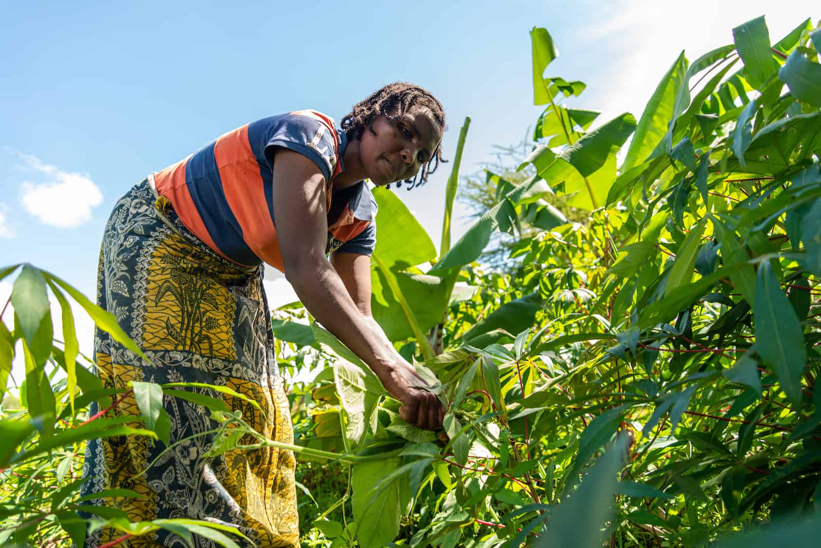 A woman picks plants in a garden. 