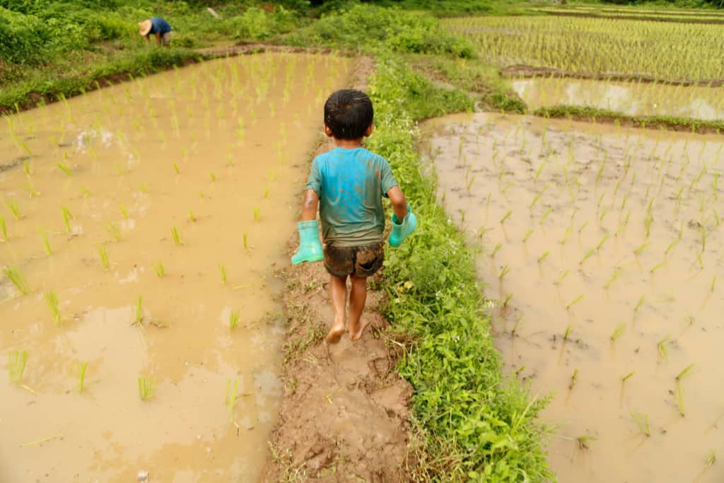 A little boy walks outside on a muddy dirt countryside path surrounded on either side by rice patty fields and in his little hands he holds blue boots so that he is walking barefoot.
