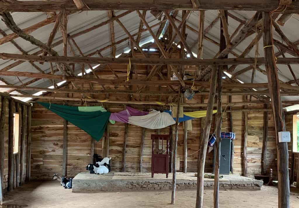 three goats lie down inside a building with wooden beams and windows. a pulpit and colorful banners are seen