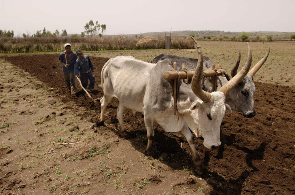 A father and son are plowing in a field using cattle yoked to the plow.