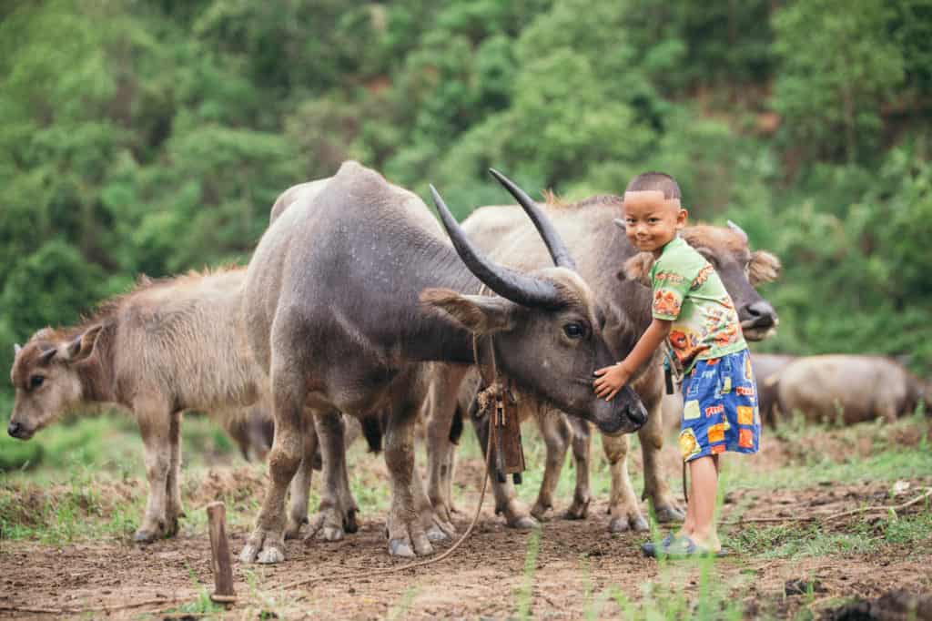 Weeview is wearing blue shorts and a green shirt. He is in a field taking care of his family's bufalos. His favorite is a female named Mae-Preaw. He is standing with his hand on her nose.