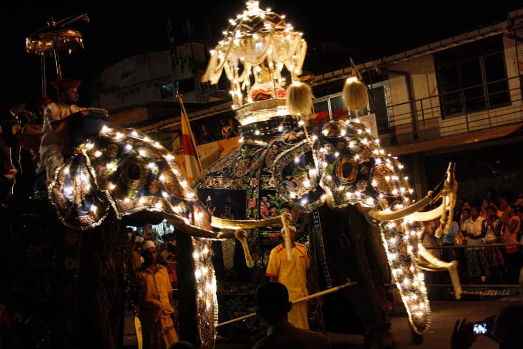 Elephants of Kandy Esala Perahera