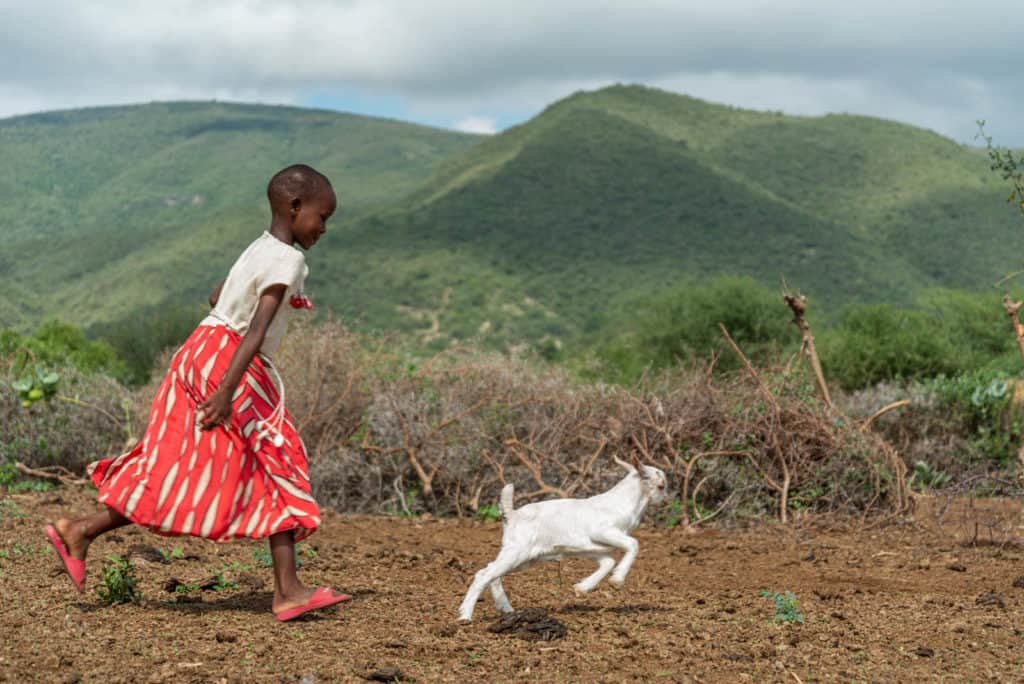 Paulina is wearing a white shirt with a red and white skirt. She is outside her home chasing a white baby goat. There are green hills in the background.