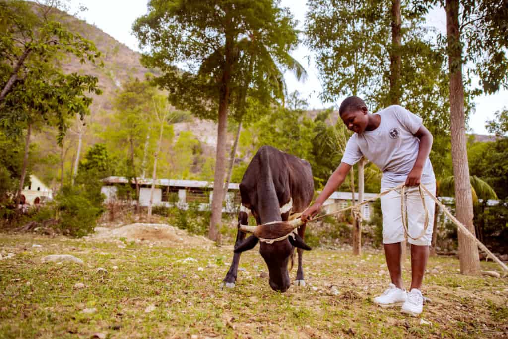 Young man is holding the horn of his black cow received from the project. Wilnick is wearing a gray shirt with tan shorts and white shoes.