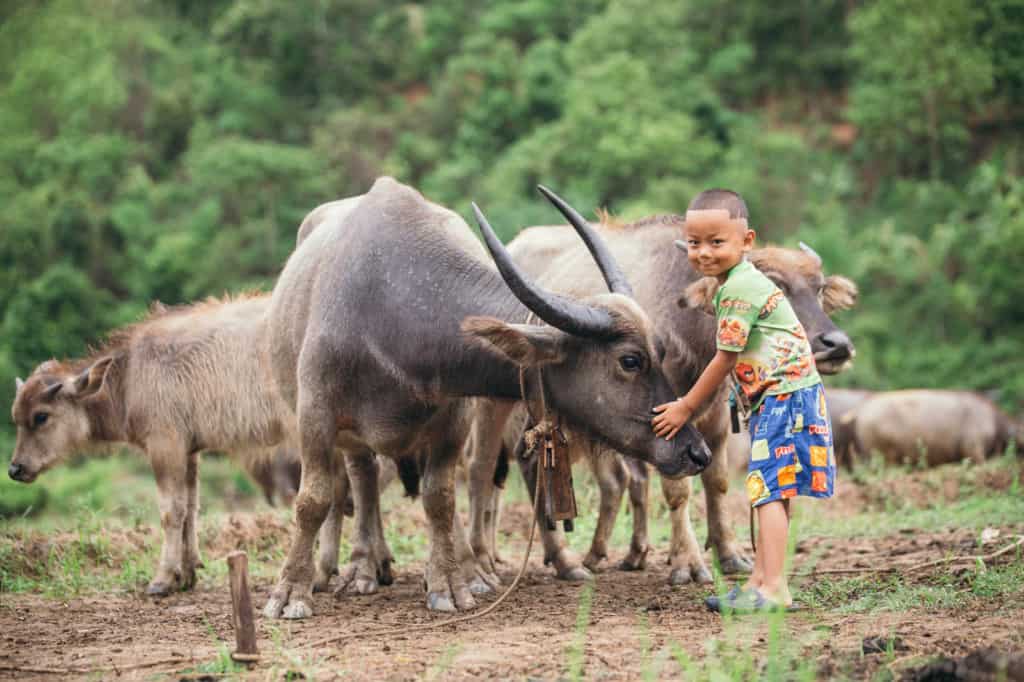 Boy wearing blue shorts and a green shirt. He is in a field taking care of his family's bufalos. His favorite is a female named Mae-Preaw. He is standing with his hand on her nose.