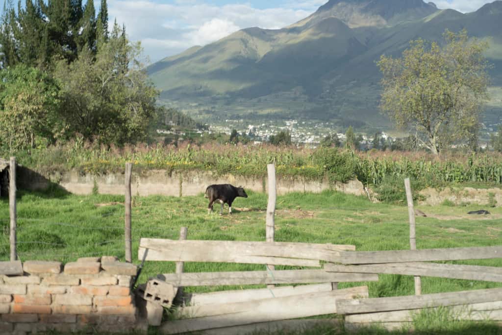 Livestock and crops in the mountains near Otovalo, Ecuador. A cow is in a field on the other side of a brick, wire and wood fence.