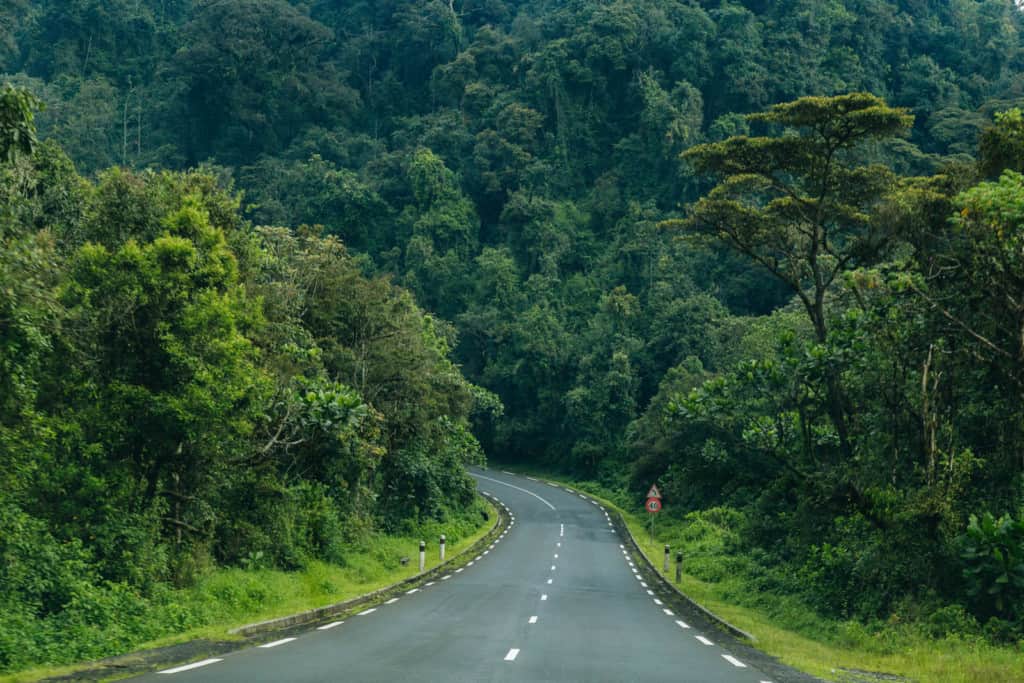 A paved road winding through thick vegetation and trees.