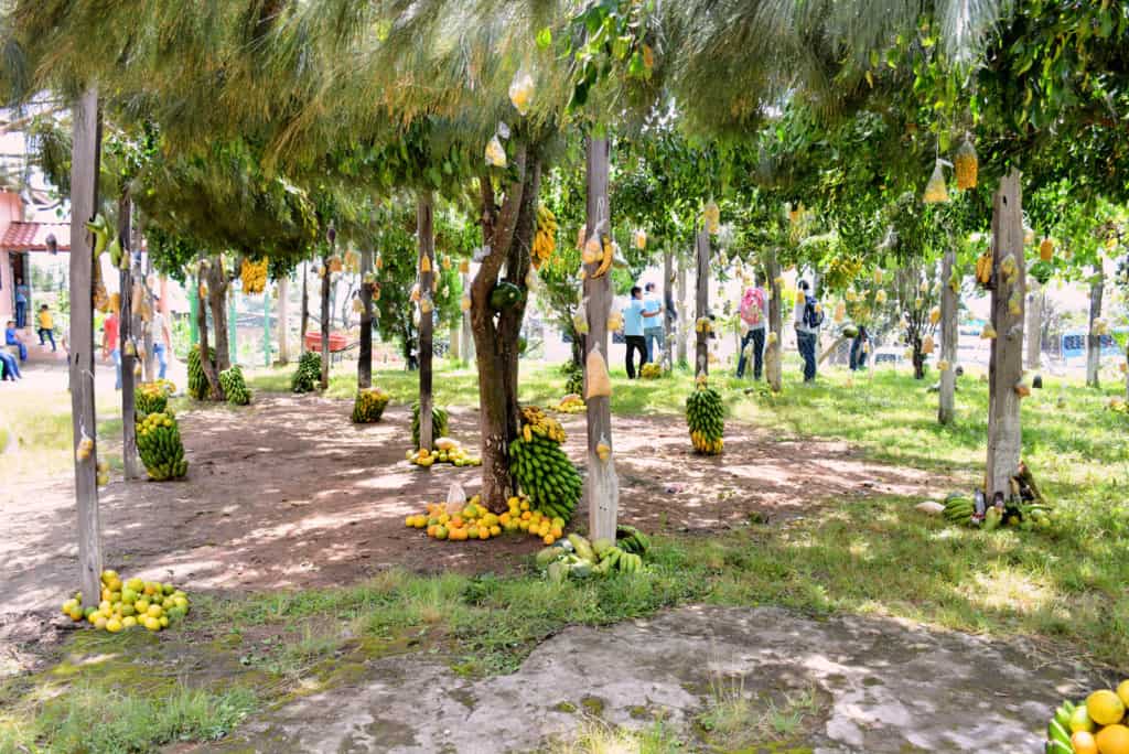 Fruit hanging in bags from trees for families to take as they need.