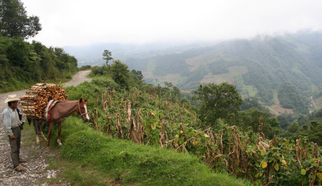 An adult field worker walks a brown horse loaded with firewood down a rural mountainous landscape road.