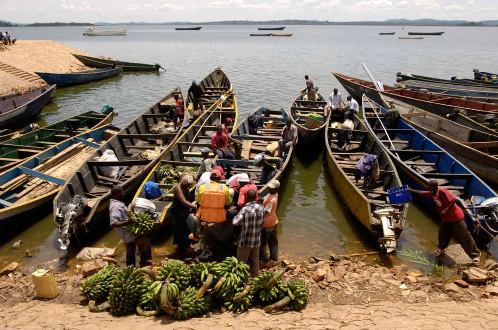Long narrow shaped fishing boats line the dock, harbor area with fisherman, a group of men, working loading the boat vessels with bananas and other food they have purchased on the main land.