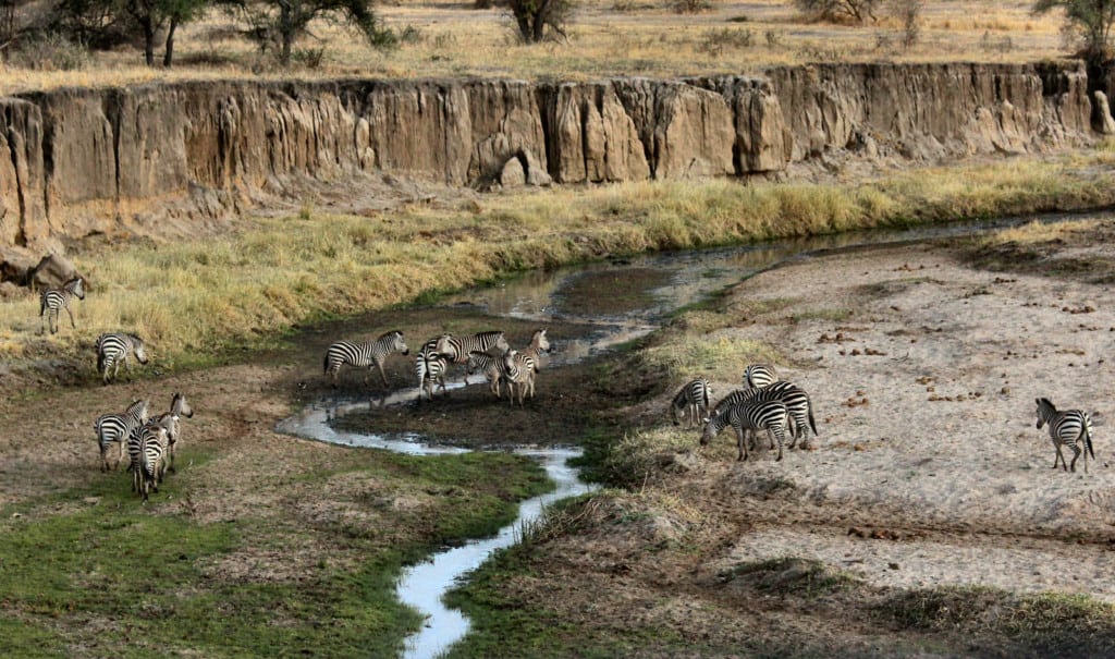 Zebras drinking from a stream in Tarangire National Park.