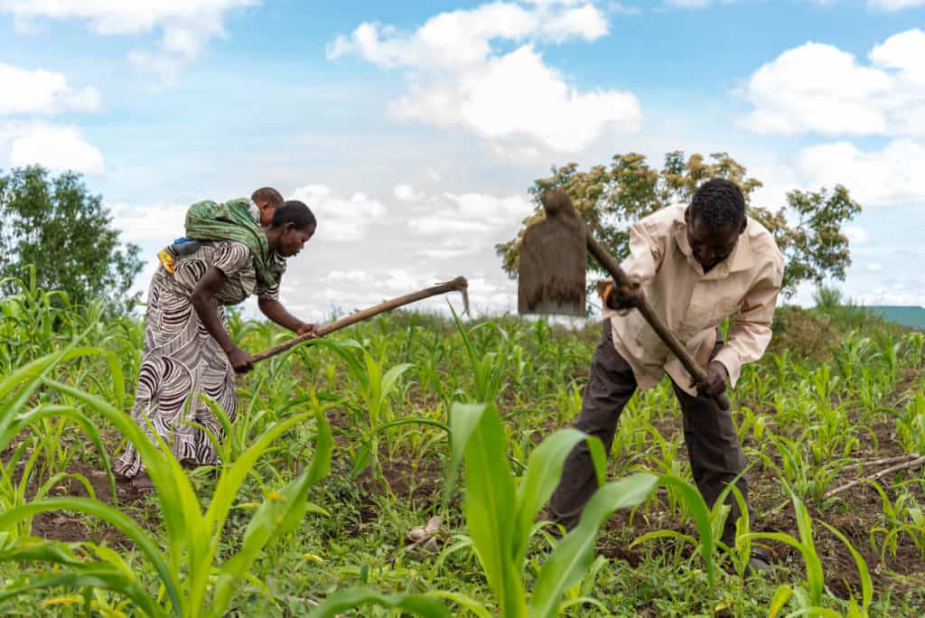 Husband and wife are hand-ploughing their cornfield with hoes. The woman is carrying their daughter on her back in a green sling.